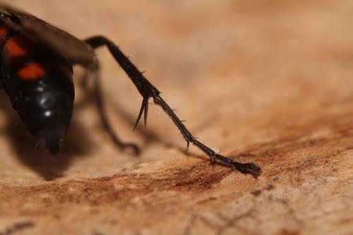 Réf. 248 613 : Anoplius viaticus